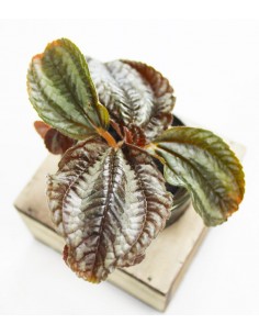 Peperomia con supporto in... 2