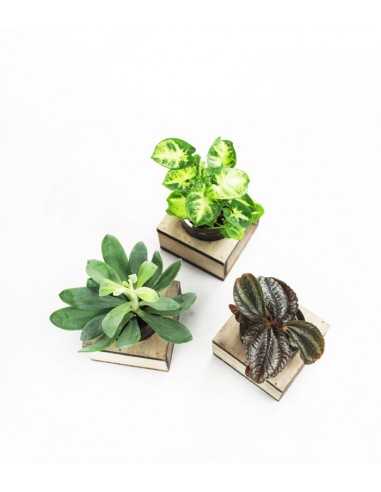 Peperomia con supporto in legno