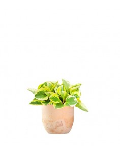 Peperomia green gold