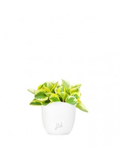 Peperomia green gold 2