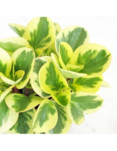 Peperomia green gold