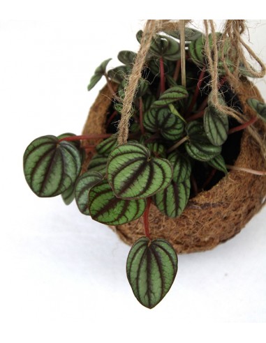 Peperomia in fibra di cocco