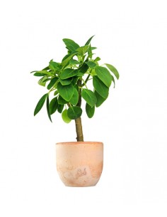 Peperomia Velvetree 2