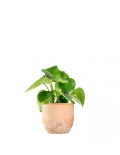 Peperomia Raindrop 2