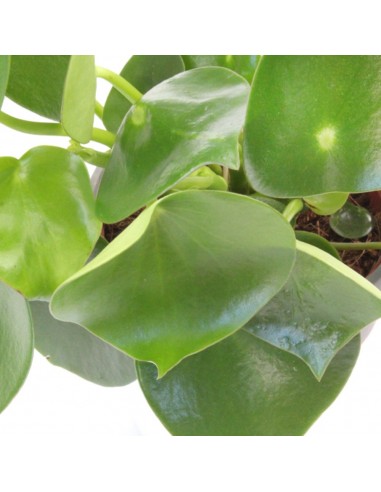 Peperomia Raindrop
