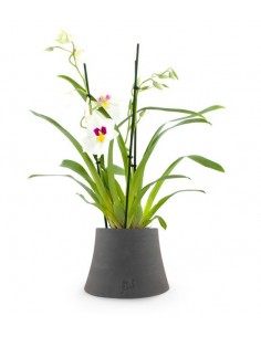 Phalaenopsis Miltoniopsis...