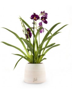 Phalaenopsis Miltoniopsis...