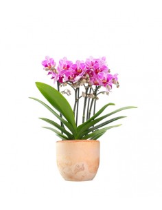 Phalaenopsis Boquetto Delight 2