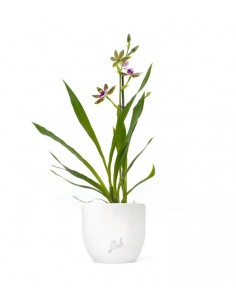 Phalaenopsis Zygopetalum...