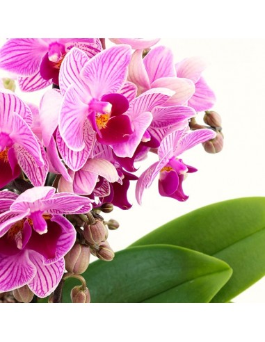 Phalaenopsis Boquetto Delight