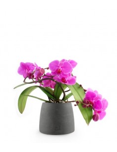 Phalenopsis Corona Fucsia