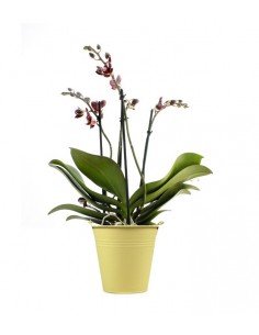 Phalenopsis multi-bordeaux