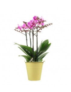 Phalenopsis Multi-fuchsia