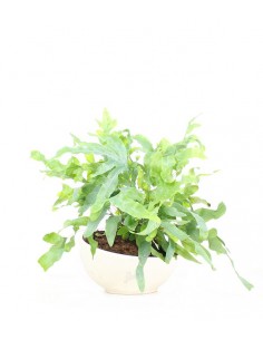 Phlebodium blue star vaso...