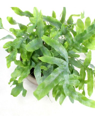 Phlebodium blue star vaso ciotola in...