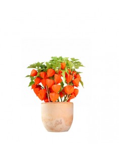 Physalis alkekengi |... 2