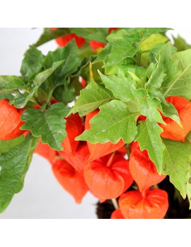 Alchechengio peruviano