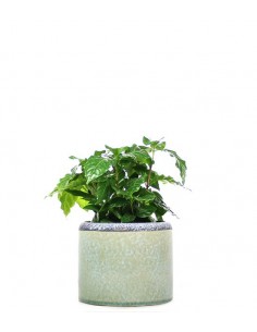 Pianta del Caffè idrocoltura