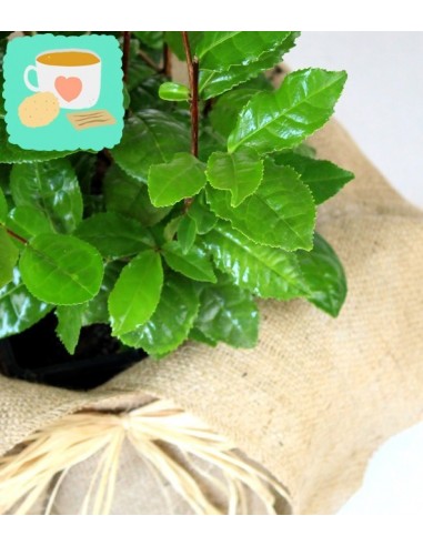 Pianta del tè (Camellia Sinensis) L