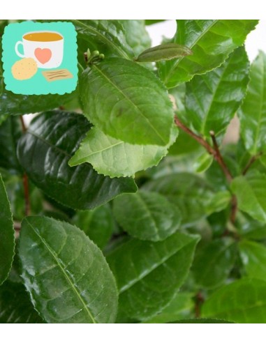 Pianta del tè (Camellia Sinensis) L