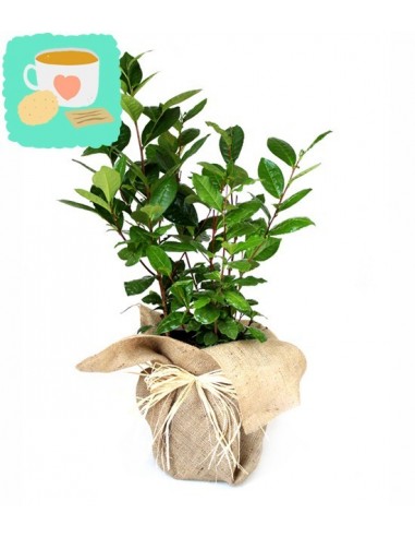 Pianta del tè (Camellia Sinensis) L