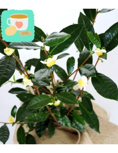 Pianta del tè (Camellia Sinensis) M
