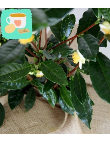 Pianta del tè (Camellia Sinensis) M