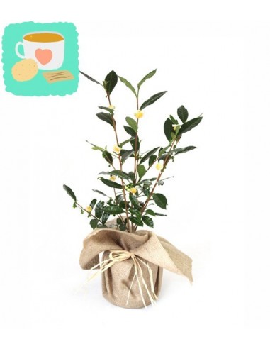 Pianta del tè (Camellia Sinensis) M