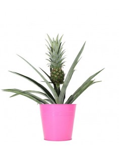 Pianta di Ananas vaso 17