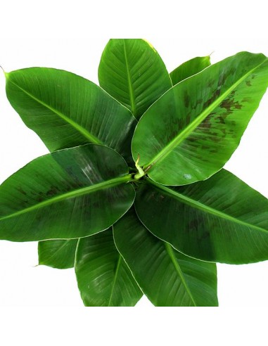 Pianta di banano in ciotola