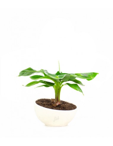 Pianta di banano in ciotola