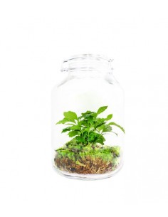 Pianta di caffè in terrarium