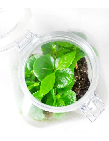 Pianta di caffè in terrarium
