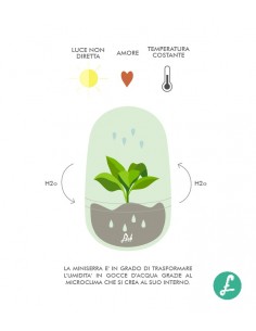 Pianta di cycas in Vetro 2