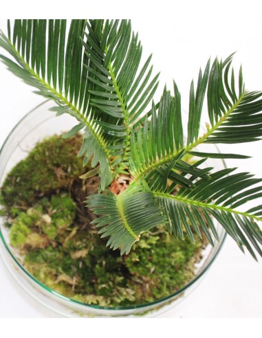 Pianta di cycas in Vetro