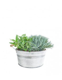 Piante di  Salvia e Liquirizia