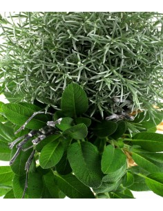 Piante di  Salvia e Liquirizia 2