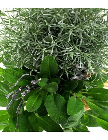 Piante di  Salvia e Liquirizia