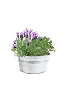 Piante di Lavanda e Menta