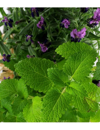 Piante di Lavanda e Menta