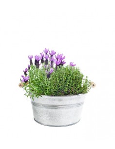 Piante di Lavanda e Timo