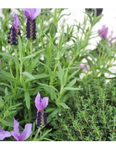 Piante di Lavanda e Timo 2