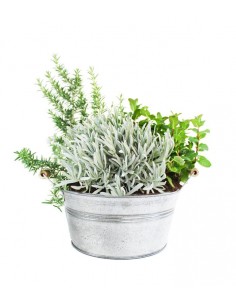 Piante di lavanda, menta e...