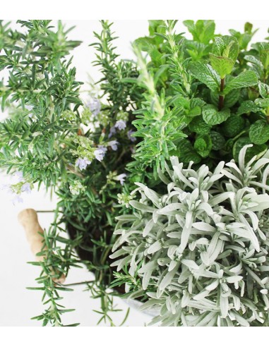 Piante di lavanda, menta e rosmarino...