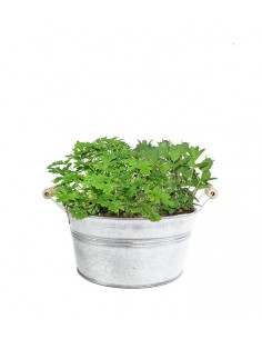 Piante di Menta e Geranio...