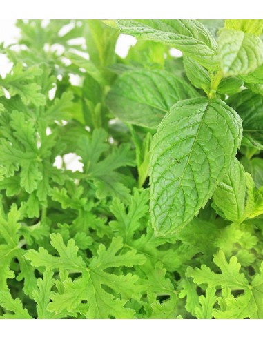 Piante di Menta e Geranio odoroso