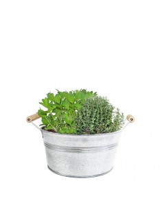 Piante di Timo e menta