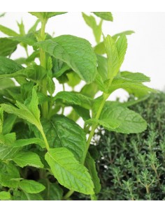 Piante di Timo e menta 2