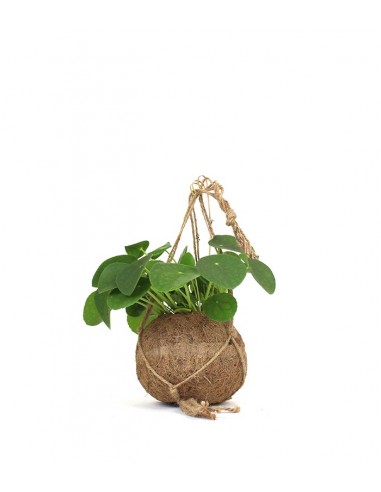 Pilea | pianta delle monete in fibra...