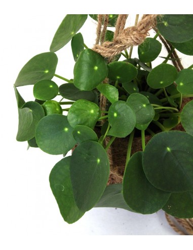 Pilea | pianta delle monete in fibra...